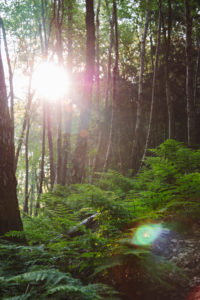 Forest, trees Forest, trees